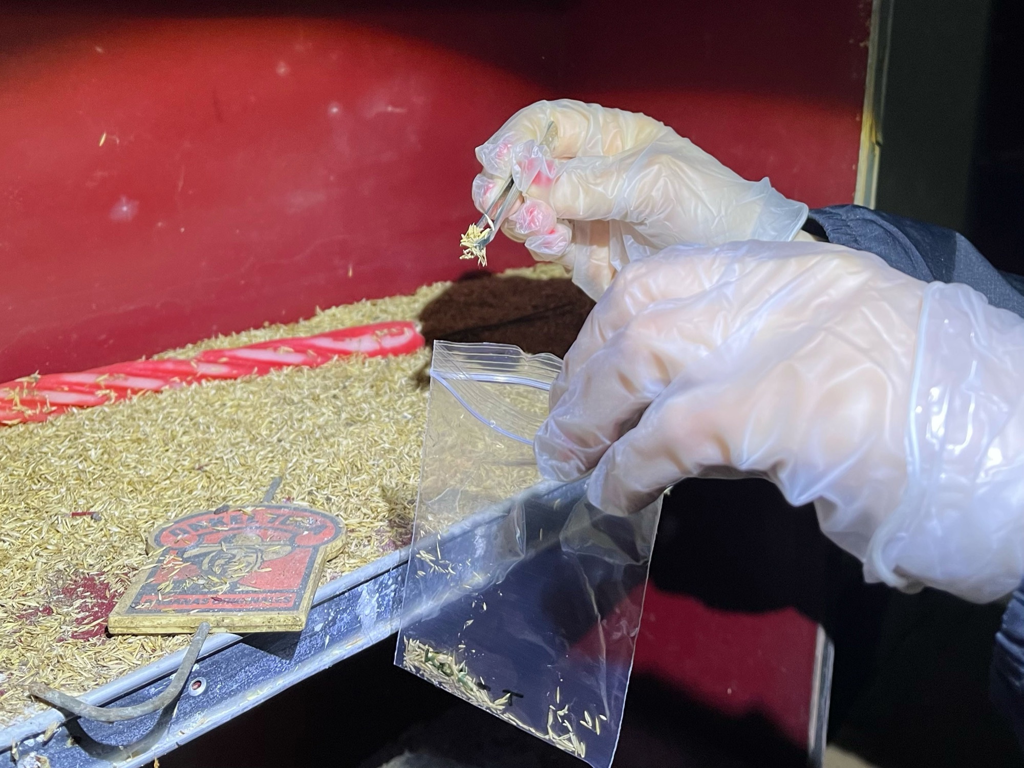 Collecting a sample with tweezers into a small bag